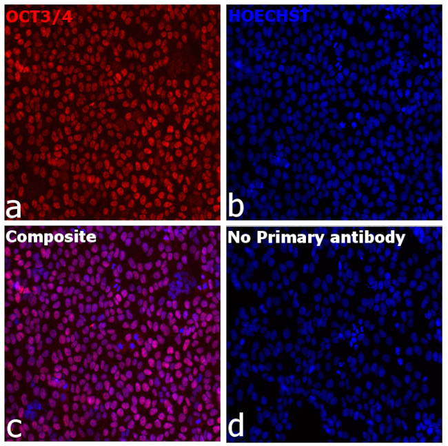 OCT3/4 Antibody in Immunocytochemistry (ICC/IF)