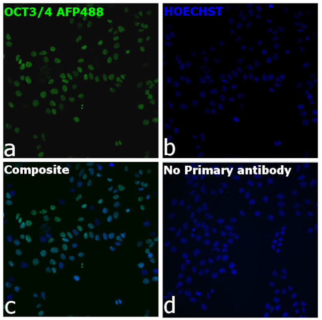 OCT3/4 Antibody in Immunocytochemistry (ICC/IF)