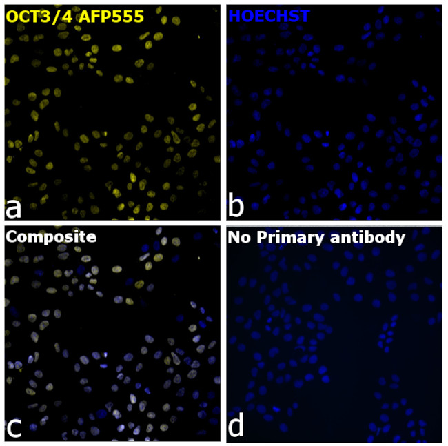 OCT3/4 Antibody in Immunocytochemistry (ICC/IF)