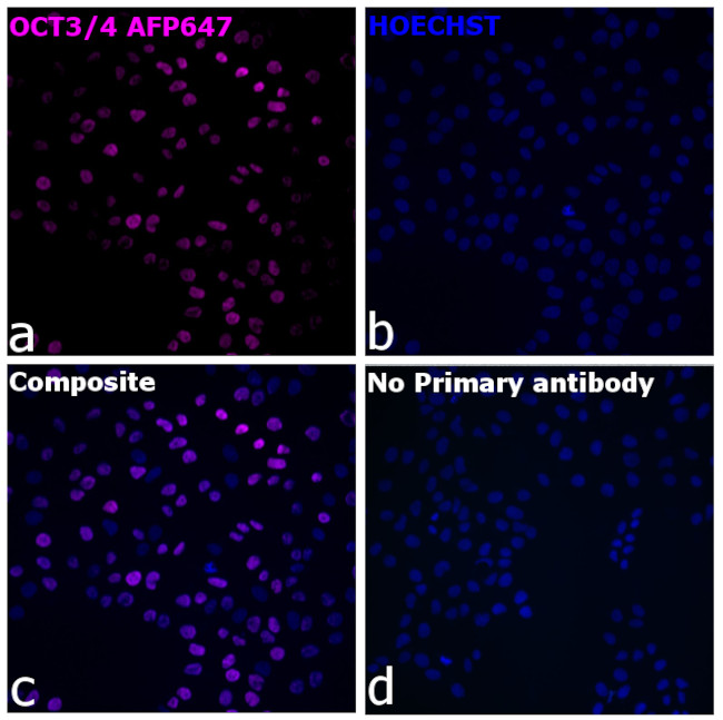 OCT3/4 Antibody in Immunocytochemistry (ICC/IF)