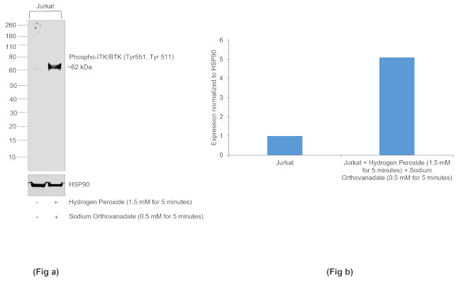 Phospho-BTK/ITK (Tyr551, Tyr511) Antibody in Western Blot (WB)