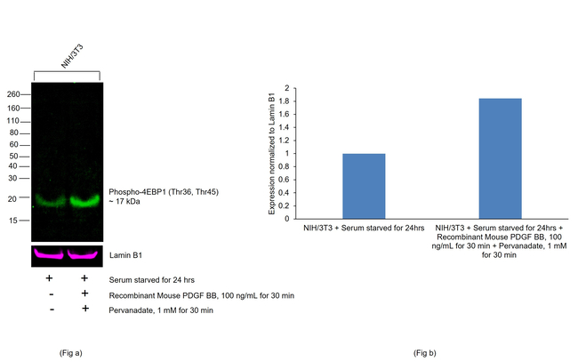 Phospho-4EBP1 (Thr36, Thr45) Antibody in Western Blot (WB)