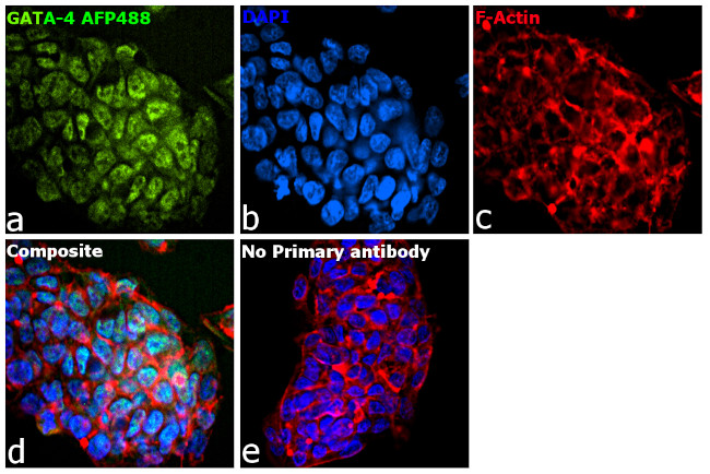 GATA4 Antibody in Immunocytochemistry (ICC/IF)