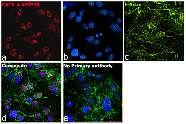 GATA4 Antibody in Immunocytochemistry (ICC/IF)