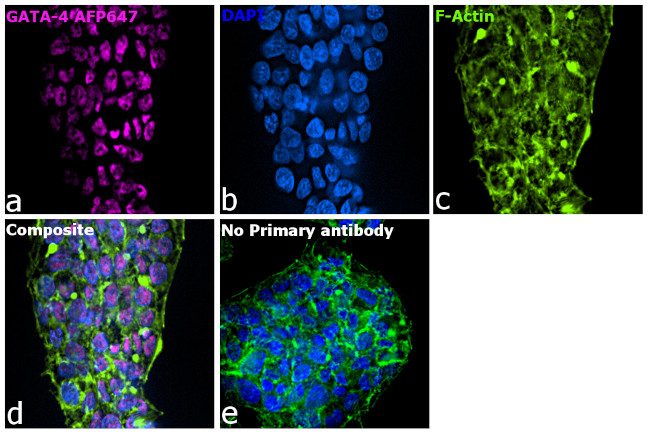 GATA4 Antibody in Immunocytochemistry (ICC/IF)