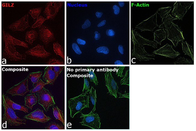 GILZ Antibody in Immunocytochemistry (ICC/IF)