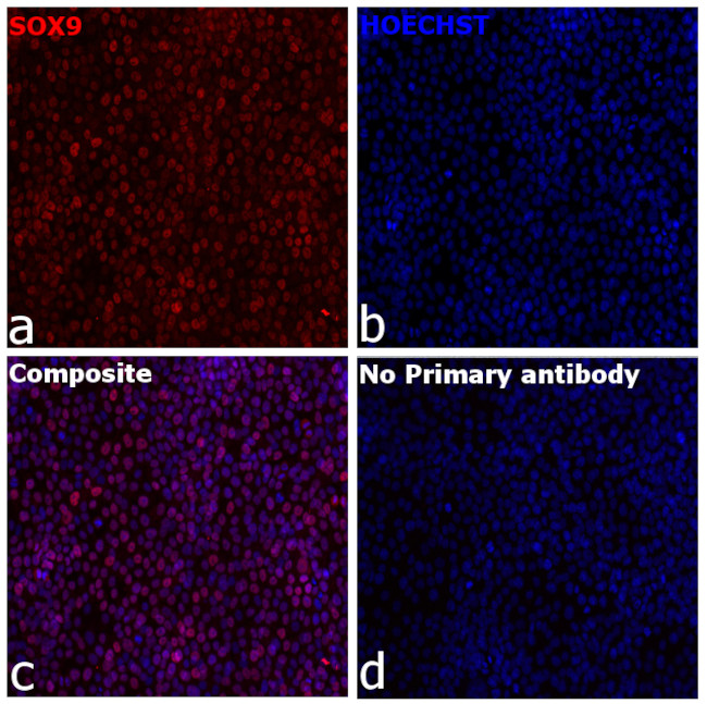 SOX9 Antibody in Immunocytochemistry (ICC/IF)