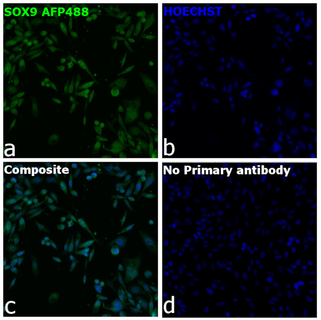 SOX9 Antibody in Immunocytochemistry (ICC/IF)