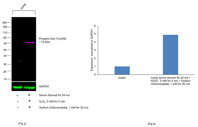 Phospho-Syk (Tyr348) Antibody in Western Blot (WB)