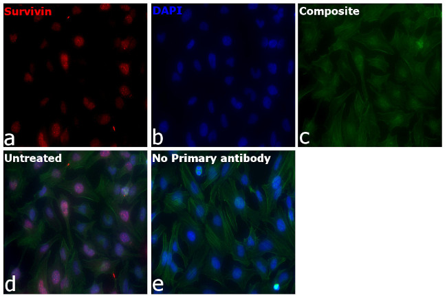Survivin Antibody in Immunocytochemistry (ICC/IF)