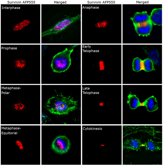 Survivin Antibody in Immunocytochemistry (ICC/IF)