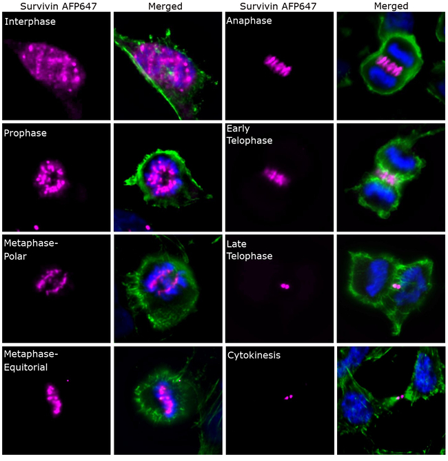 Survivin Antibody in Immunocytochemistry (ICC/IF)