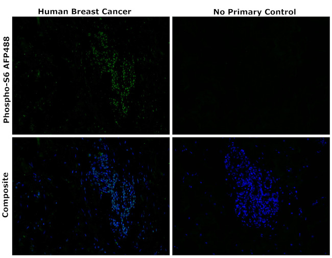 Phospho-S6 (Ser235, Ser236) Antibody in Immunohistochemistry (Paraffin) (IHC (P))