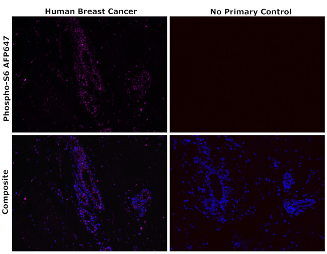 Phospho-S6 (Ser235, Ser236) Antibody in Immunohistochemistry (Paraffin) (IHC (P))