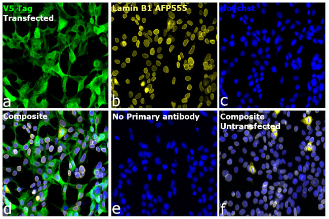 V5 Tag Antibody in Immunocytochemistry (ICC/IF)
