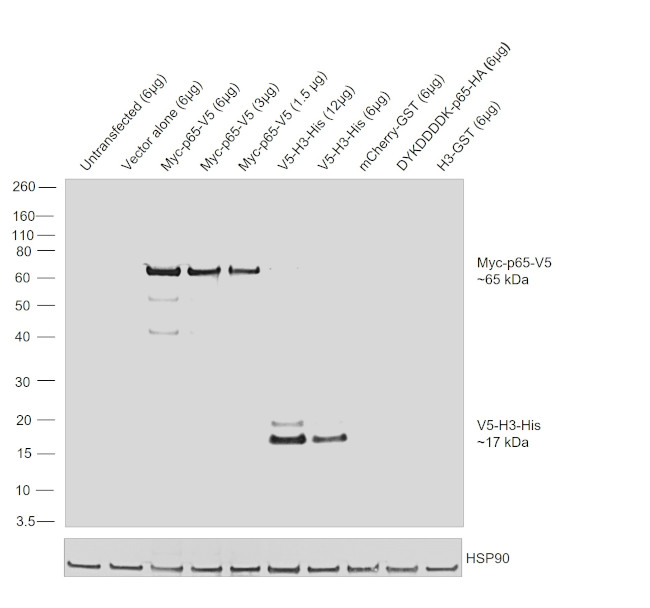 V5 Tag Antibody in Western Blot (WB)