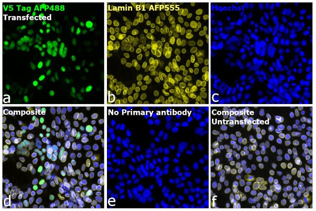 V5 Tag Antibody in Immunocytochemistry (ICC/IF)