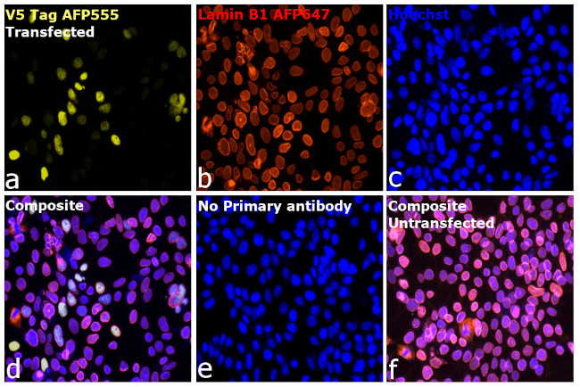 V5 Tag Antibody in Immunocytochemistry (ICC/IF)