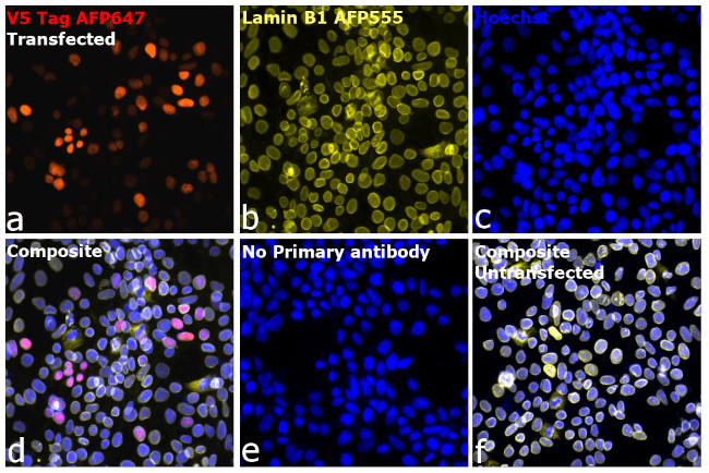 V5 Tag Antibody in Immunocytochemistry (ICC/IF)