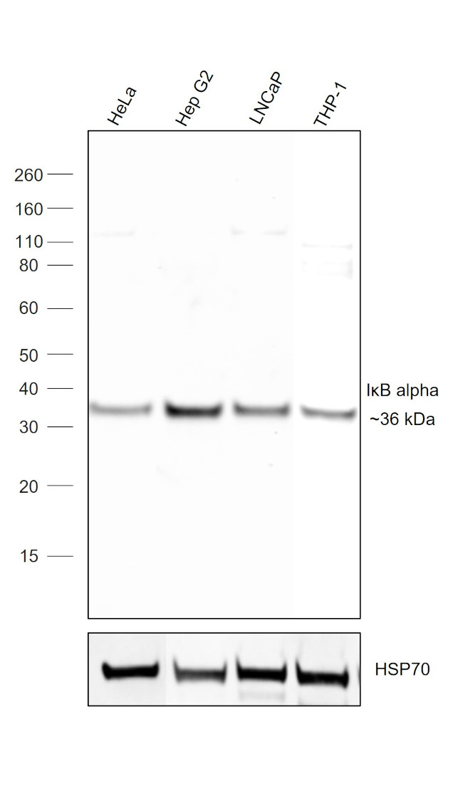 IkB alpha Antibody in Western Blot (WB)