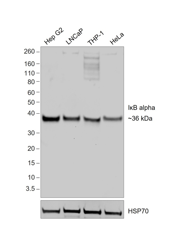 IkB alpha Antibody in Western Blot (WB)