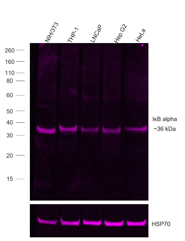 IkB alpha Antibody in Western Blot (WB)