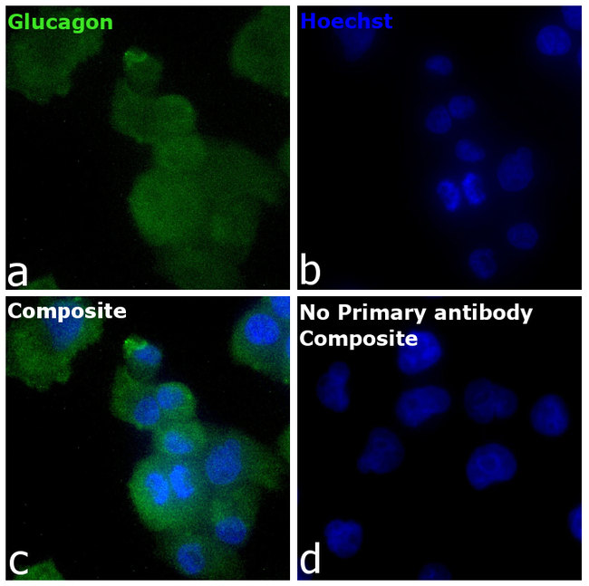 Glucagon Antibody in Immunocytochemistry (ICC/IF)