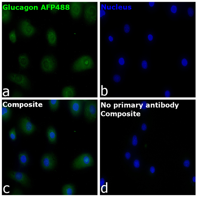 Glucagon Antibody in Immunocytochemistry (ICC/IF)