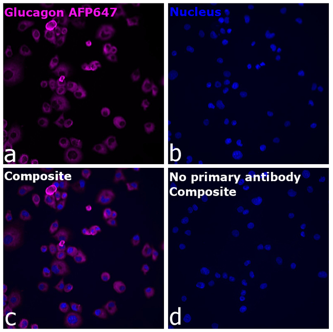 Glucagon Antibody in Immunocytochemistry (ICC/IF)