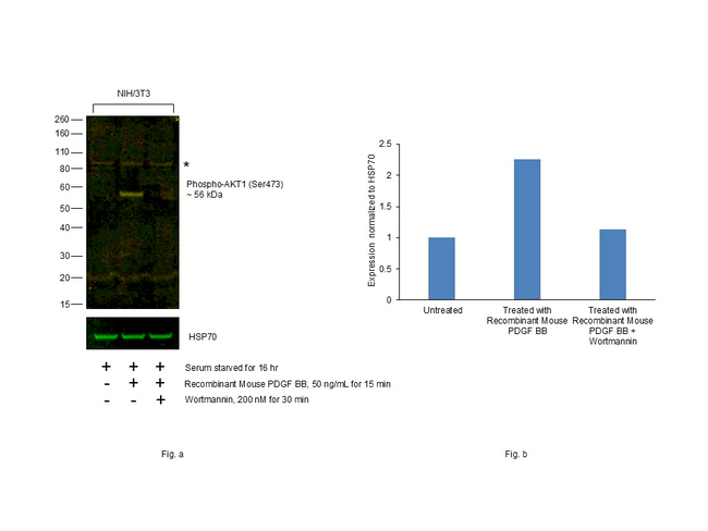 Phospho AKT1 (Ser473) Antibody in Western Blot (WB)