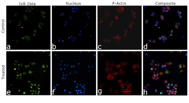 IkB zeta Antibody in Immunocytochemistry (ICC/IF)