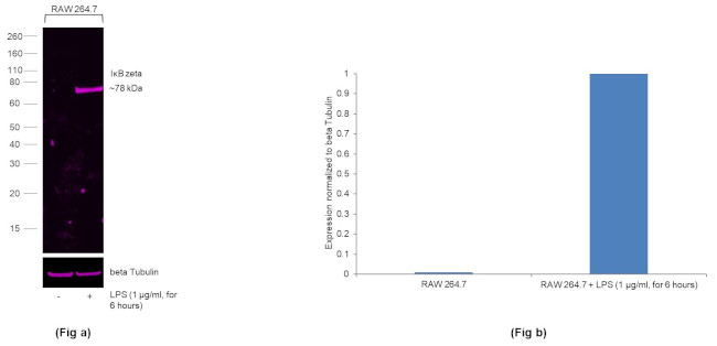 IkB zeta Antibody in Western Blot (WB)