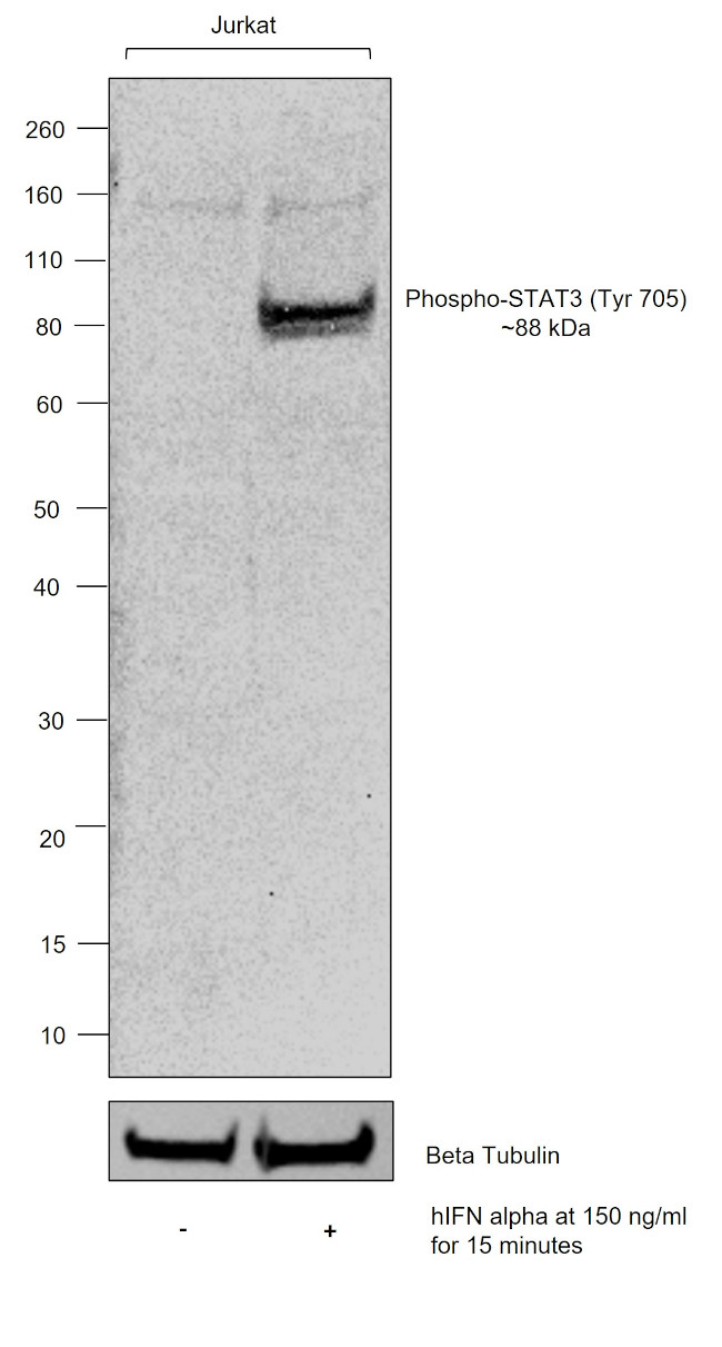 Phospho-STAT3 (Tyr705) Antibody in Western Blot (WB)