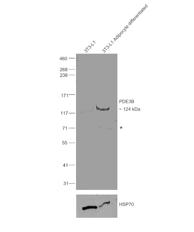 PDE3B Antibody in Western Blot (WB)