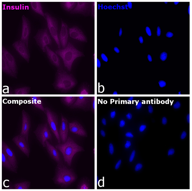 Insulin Antibody in Immunocytochemistry (ICC/IF)