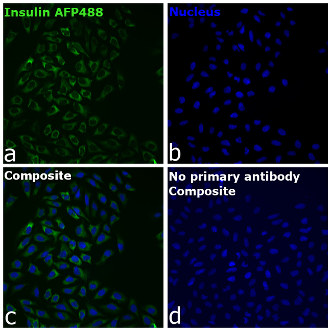 Insulin Antibody in Immunocytochemistry (ICC/IF)