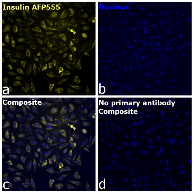Insulin Antibody in Immunocytochemistry (ICC/IF)