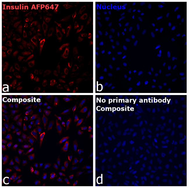 Insulin Antibody in Immunocytochemistry (ICC/IF)