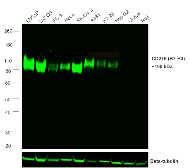 CD276 (B7-H3) Antibody in Western Blot (WB)