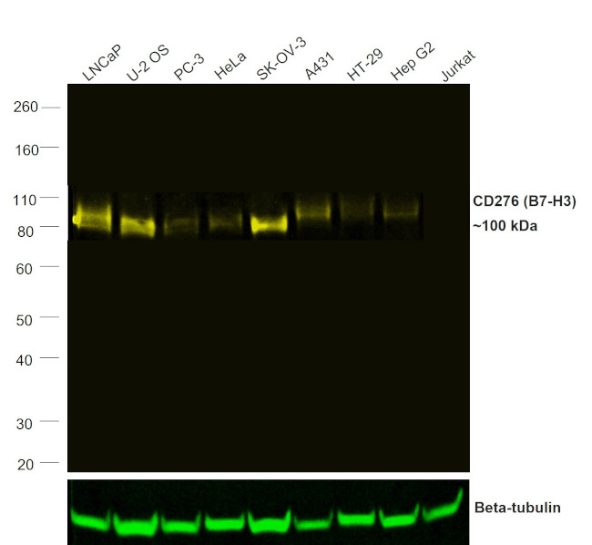 CD276 (B7-H3) Antibody in Western Blot (WB)