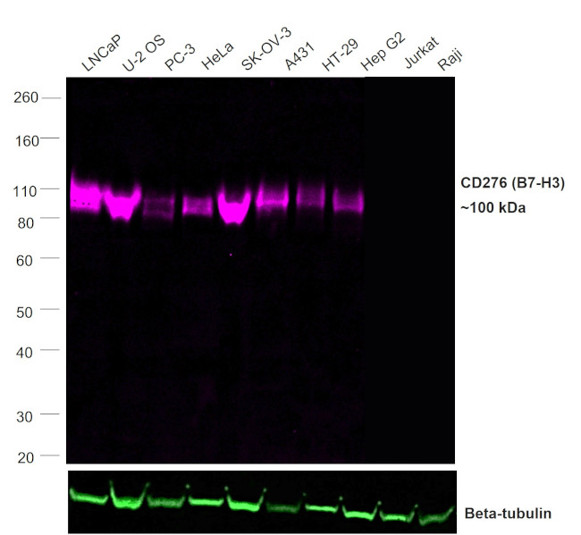 CD276 (B7-H3) Antibody in Western Blot (WB)