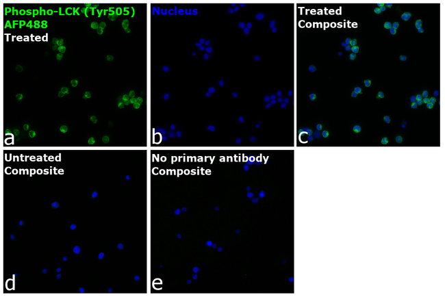 Phospho-LCK (Tyr505) Antibody in Immunocytochemistry (ICC/IF)