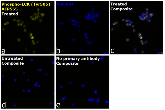 Phospho-LCK (Tyr505) Antibody in Immunocytochemistry (ICC/IF)