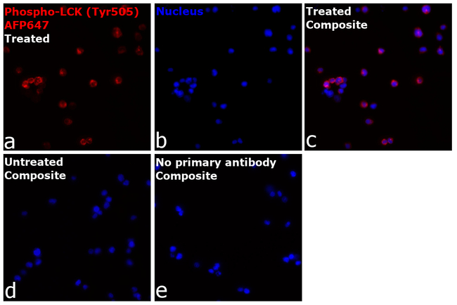 Phospho-LCK (Tyr505) Antibody in Immunocytochemistry (ICC/IF)