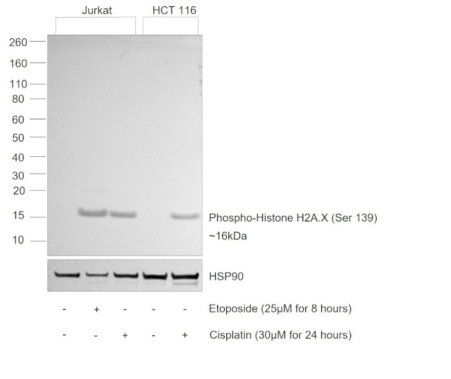 Phospho-Histone H2A.X (Ser139) Antibody in Western Blot (WB)