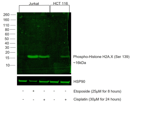 Phospho-Histone H2A.X (Ser139) Antibody in Western Blot (WB)
