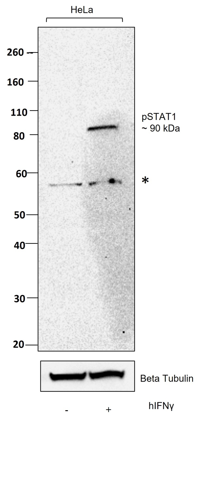 Phospho-STAT1 (Tyr701) Antibody in Western Blot (WB)