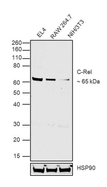 c-Rel Antibody in Western Blot (WB)