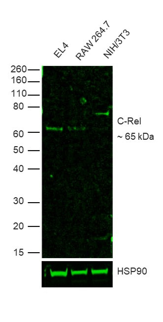 c-Rel Antibody in Western Blot (WB)