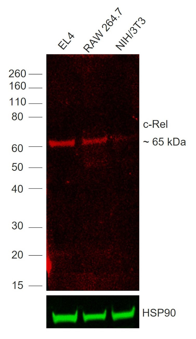 c-Rel Antibody in Western Blot (WB)